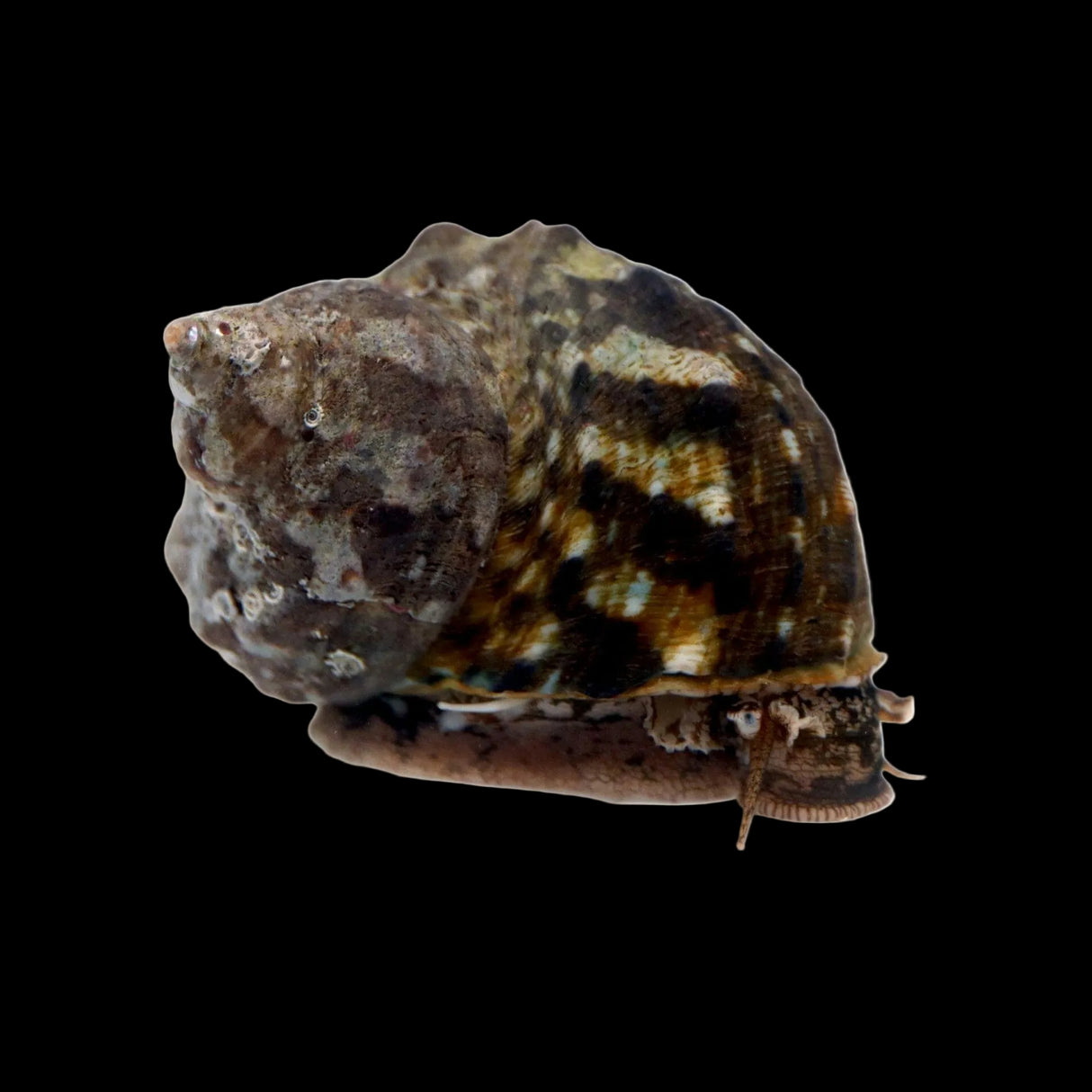 Mexican Turbo Snail – Turbo fluctuosa