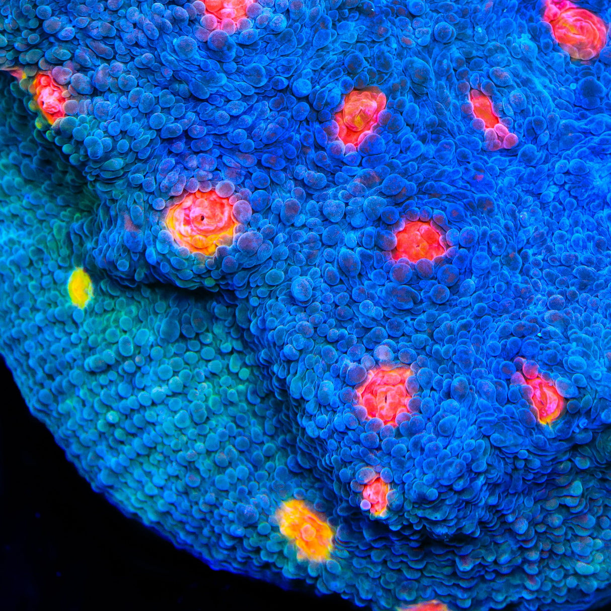 Miami Hurricane Chalice Coral