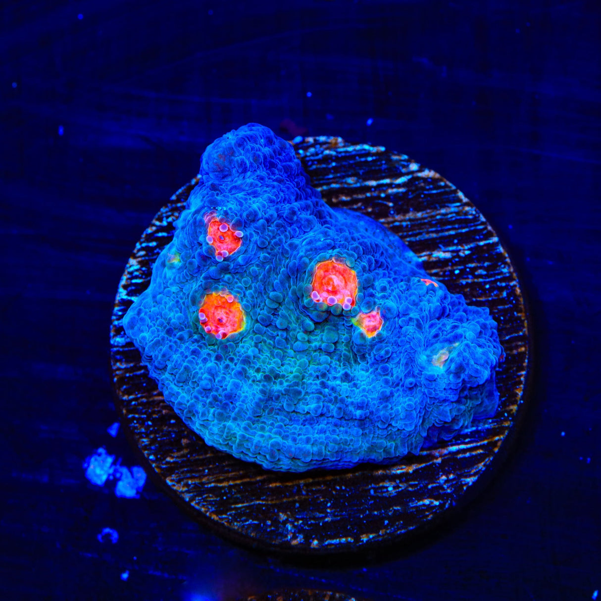 Miami Hurricane Chalice Coral