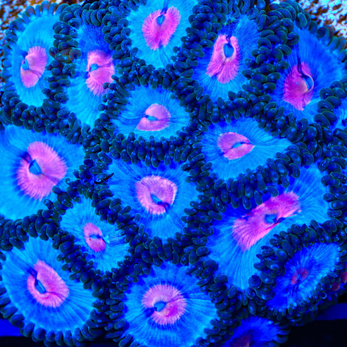 Miami Vice Zoanthids Coral