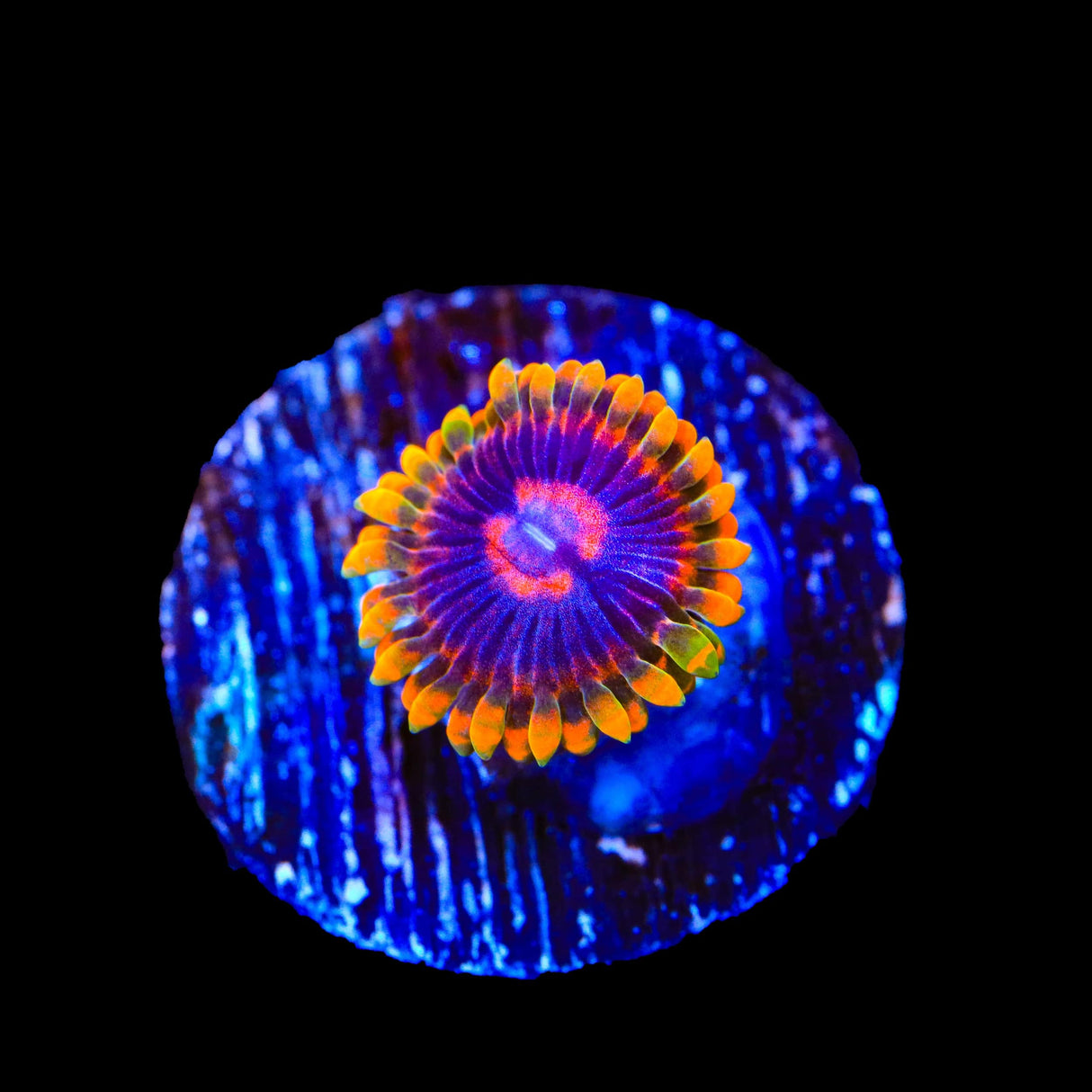 Mind Trick Zoanthids Coral