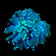 Mint Hammer Coral