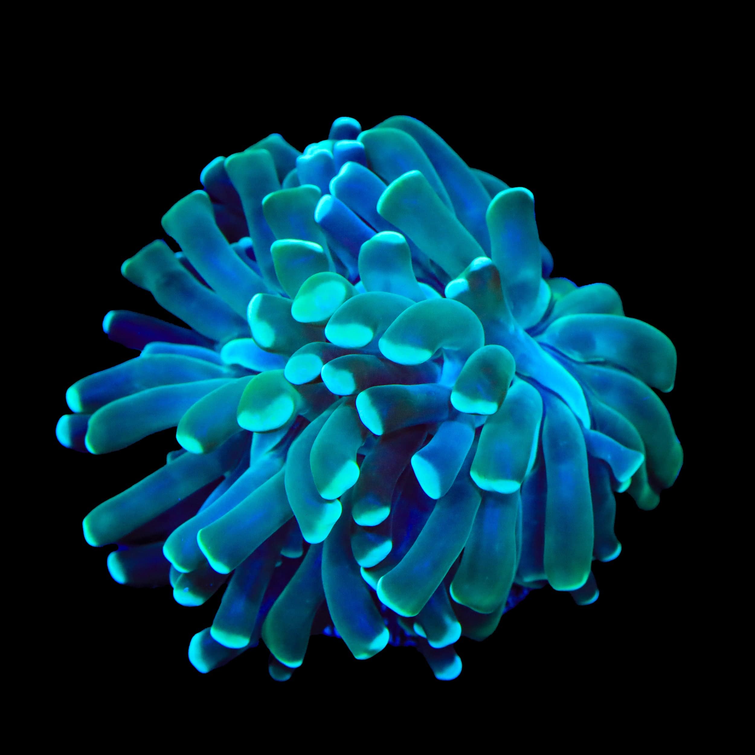 Mint Hammer Coral