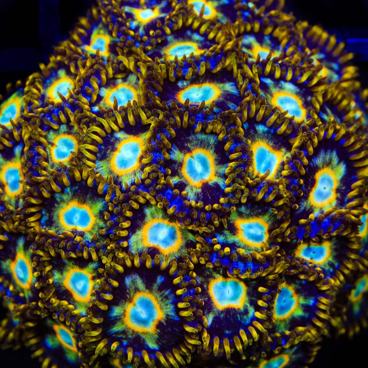 Murder Hornet Zoanthids Coral