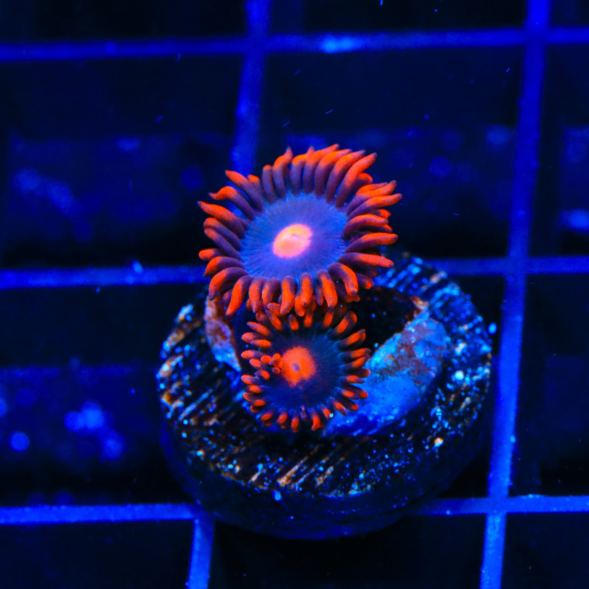 My Clementines Zoanthids Coral