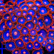 My Clementines Zoanthids Coral