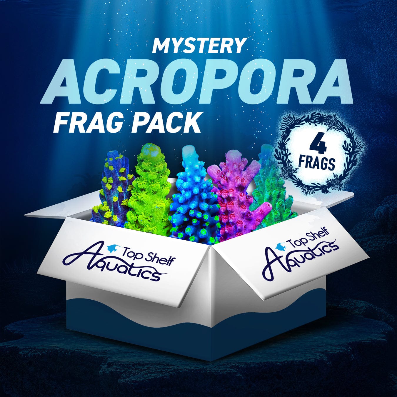Mystery Acropora 4 Coral Frag Pack – Top Shelf Aquatics
