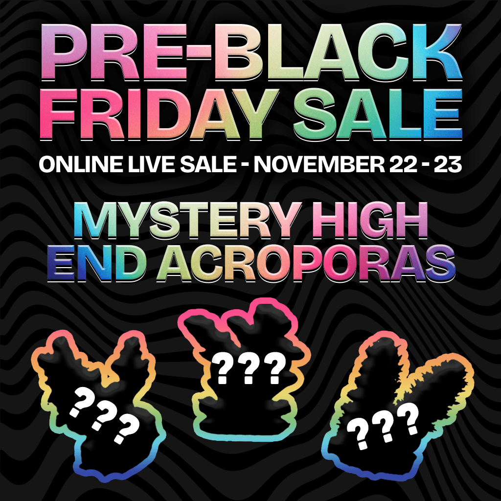 Mystery High End Acropora Coral