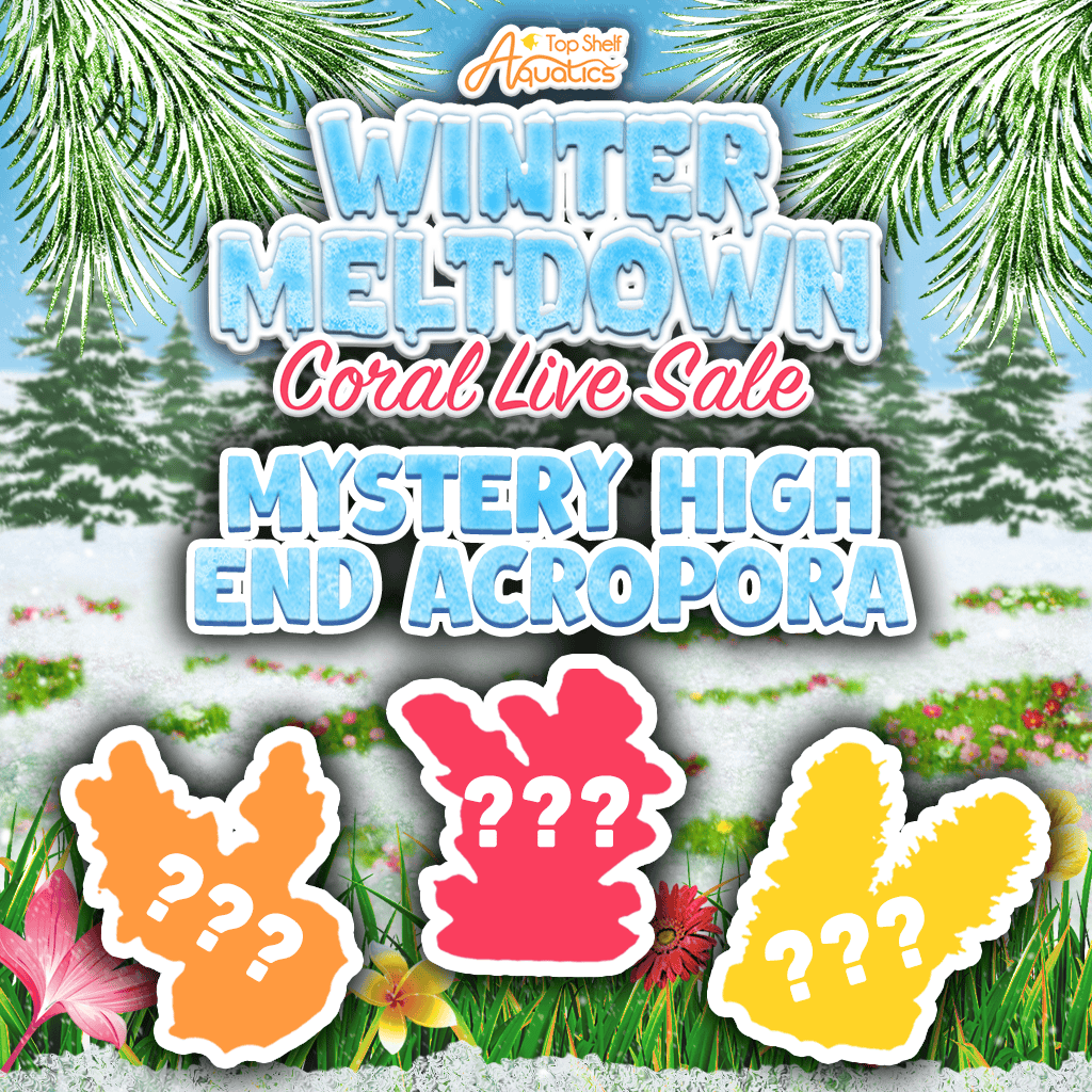 Mystery High End Acropora Coral