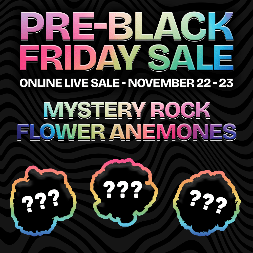 Mystery Rock Anemones
