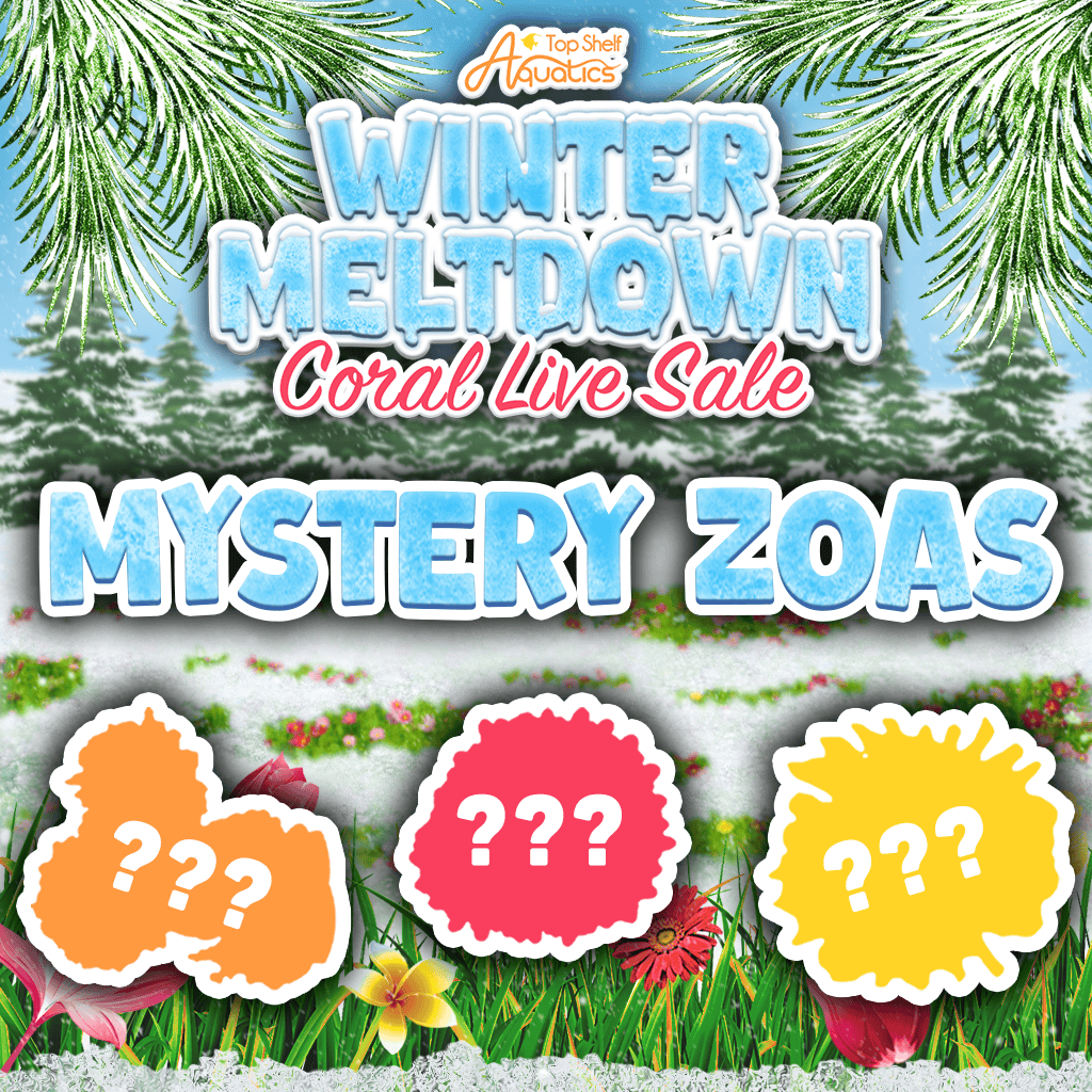 Mystery Zoanthid Coral