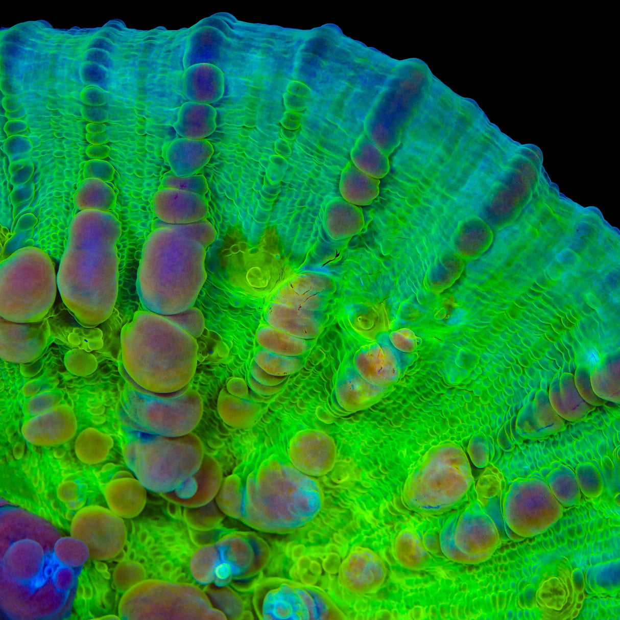 Neon Cosmic Candy Bounce Chalice Coral