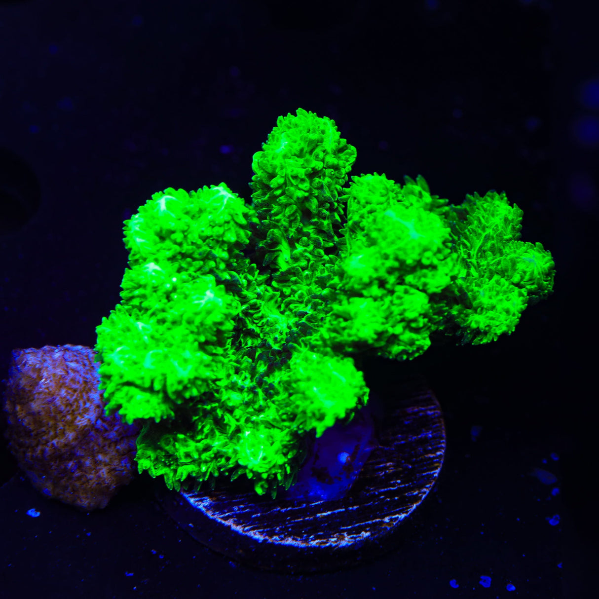 Neon Green Branching Hydnophora Coral