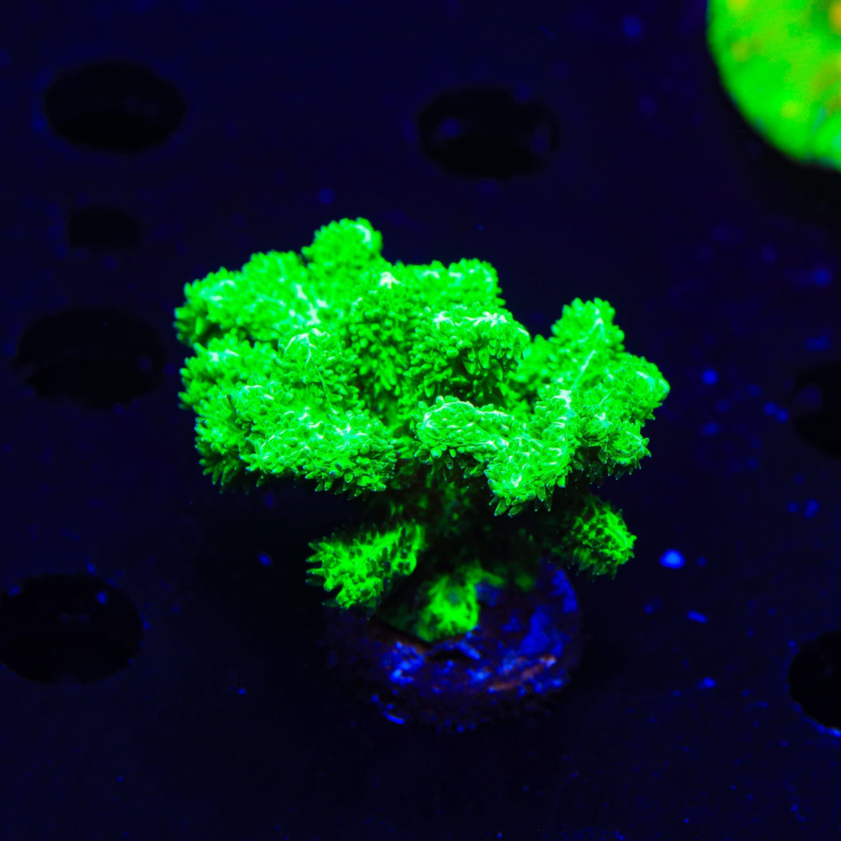 Neon Green Branching Hydnophora Coral