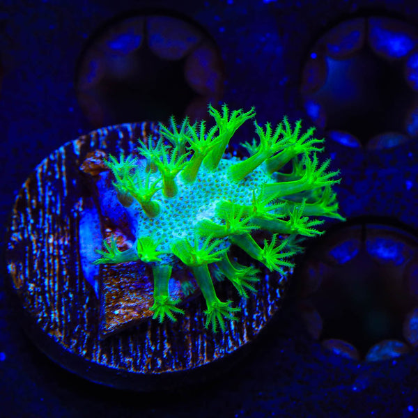 Neon Polyp Toadstool Leather Coral
