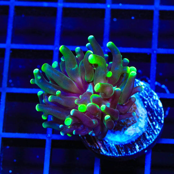 Neon Tip Frogspawn Coral