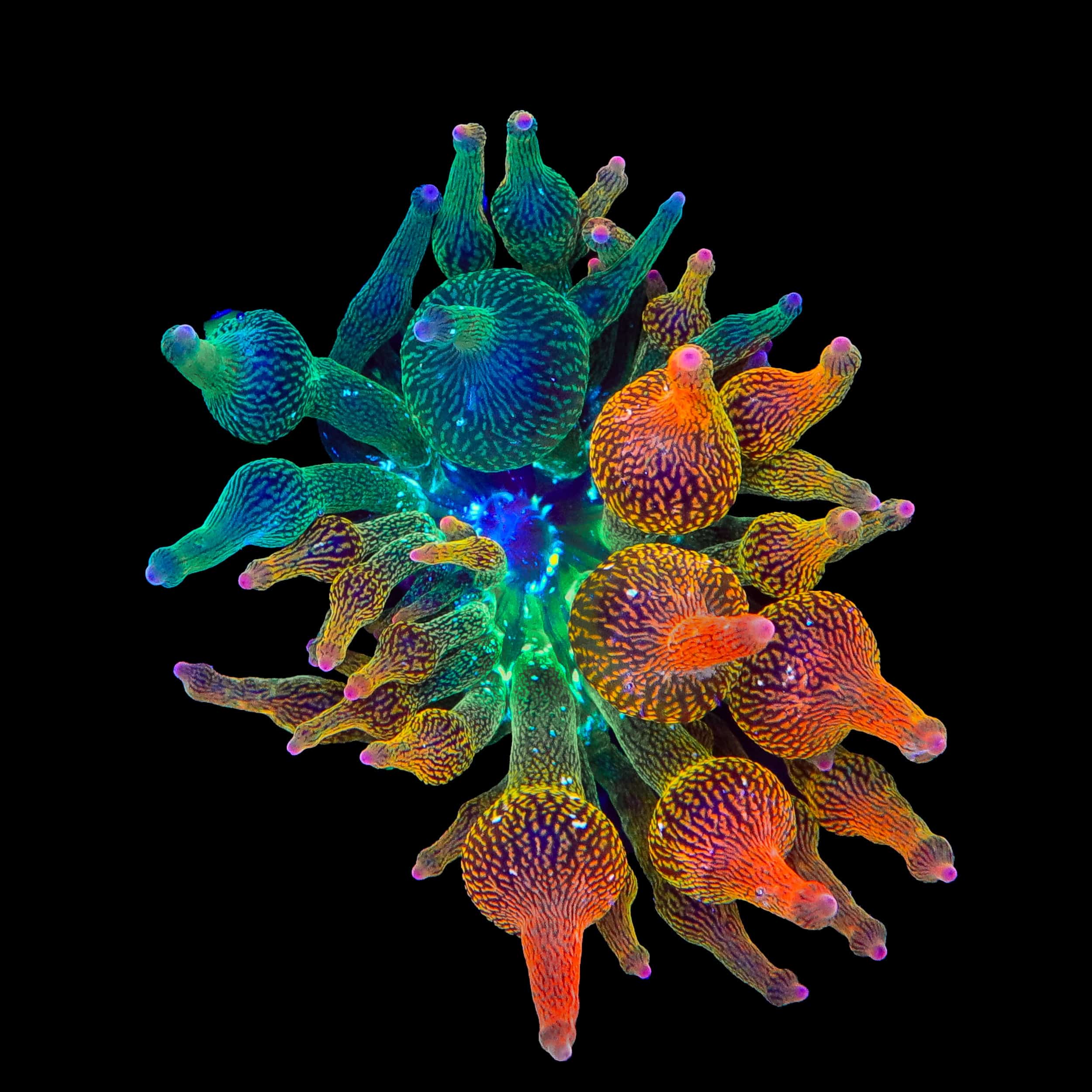 Grafted Nexus Burst Bubble Tip Anemone - 50/50 – Top Shelf Aquatics