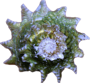Ninja Star Snails – Lithopoma phobium