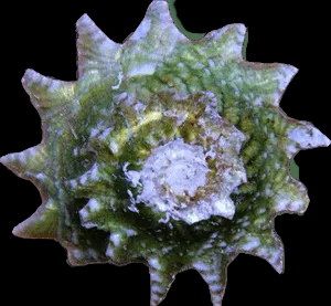 Ninja Star Snails – Lithopoma phobium