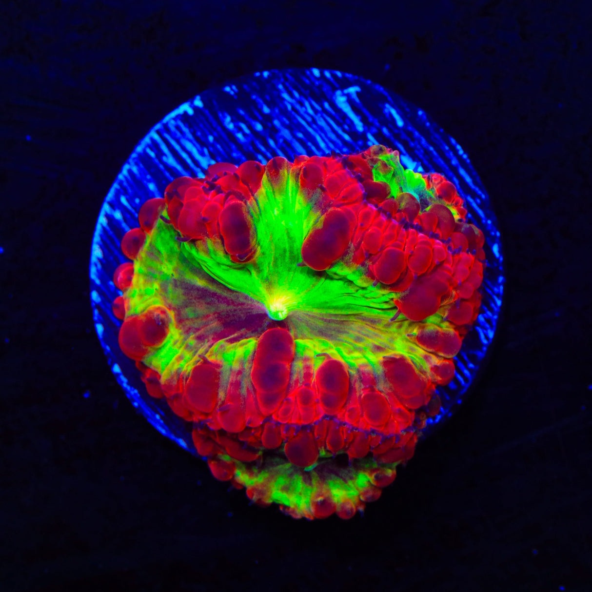 Nuclear Blast Blastomussa Coral