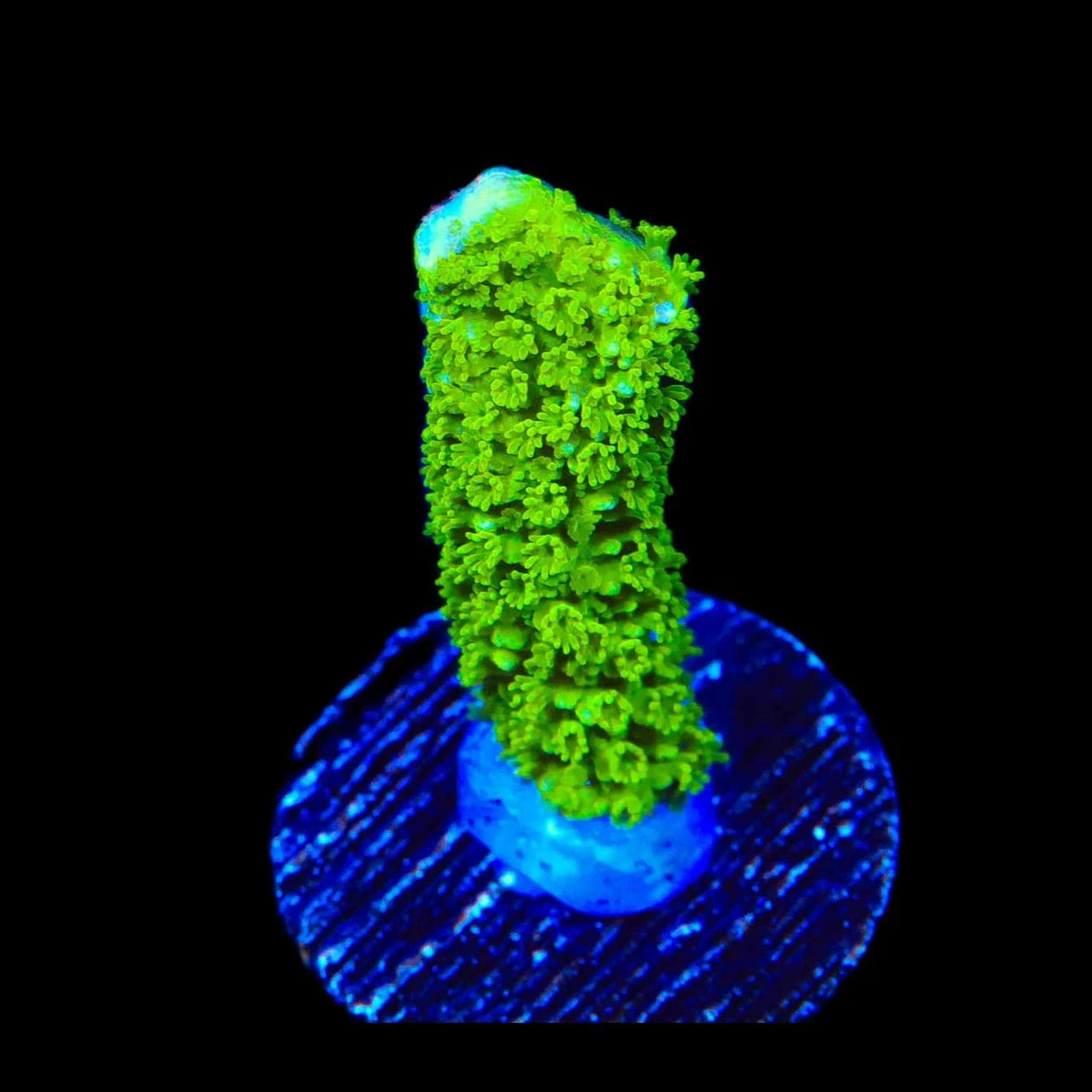 Nuclear Green Montipora Digitata Coral