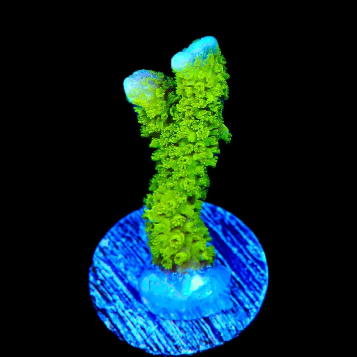 Nuclear Green Montipora Digitata Coral
