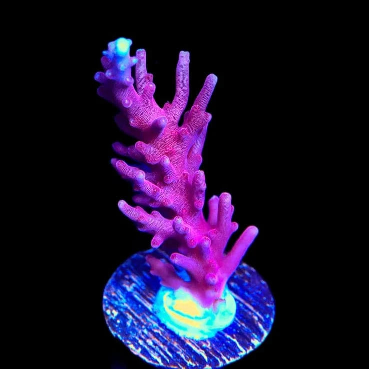OG Red Dragon Acropora Coral