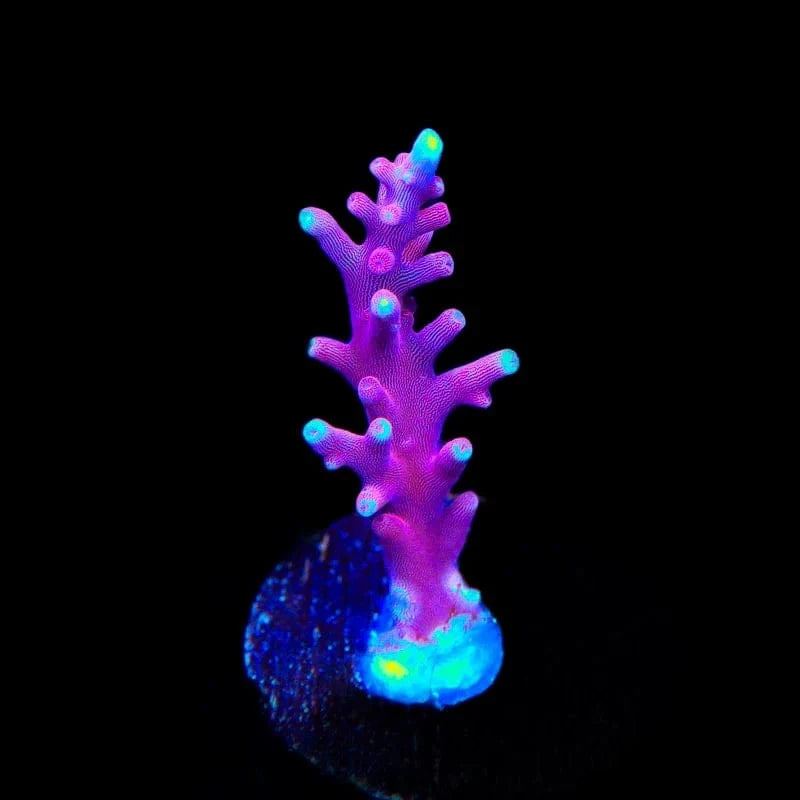 OG Red Dragon Acropora Coral