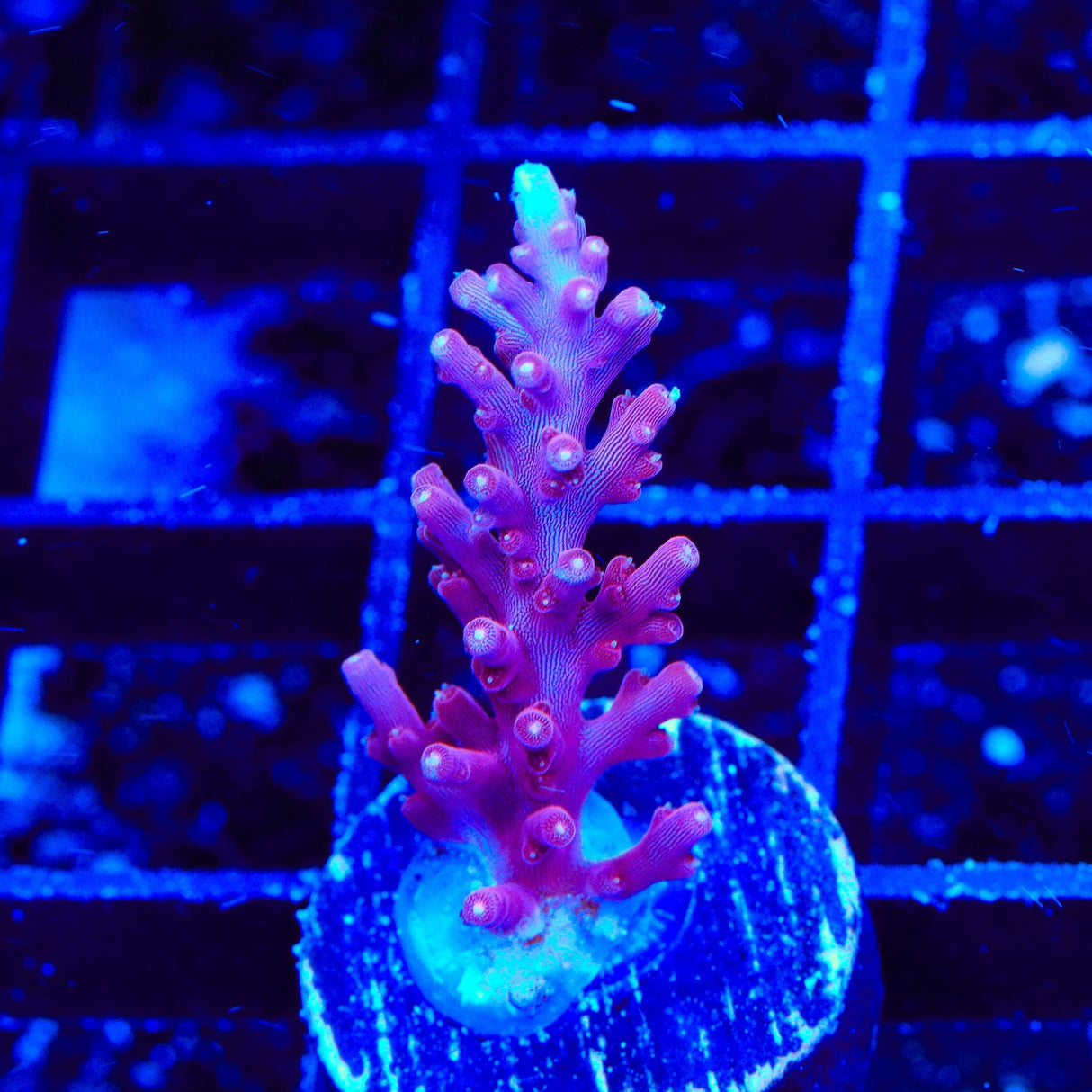 OG Red Dragon Acropora Coral