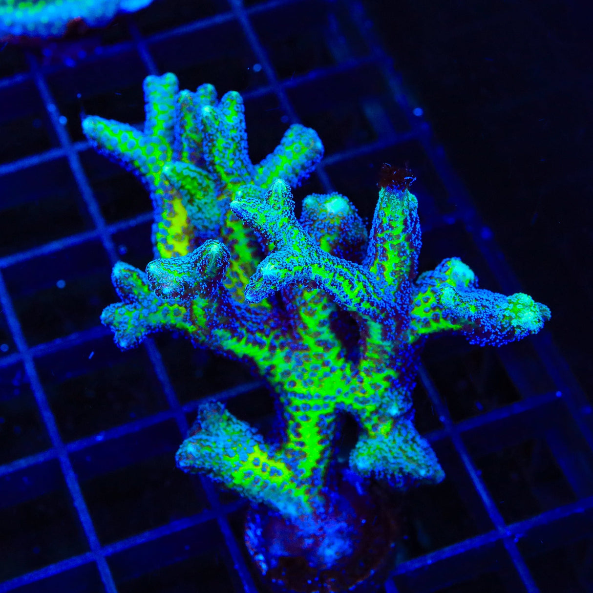 ORA Bird of Paradise Birdsnest Colony Coral