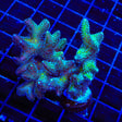 ORA Bird of Paradise Birdsnest XL Frag Coral