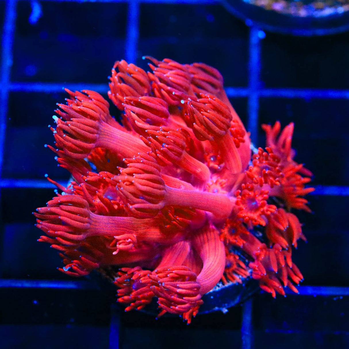 ORA Cherry Red Goniopora Coral