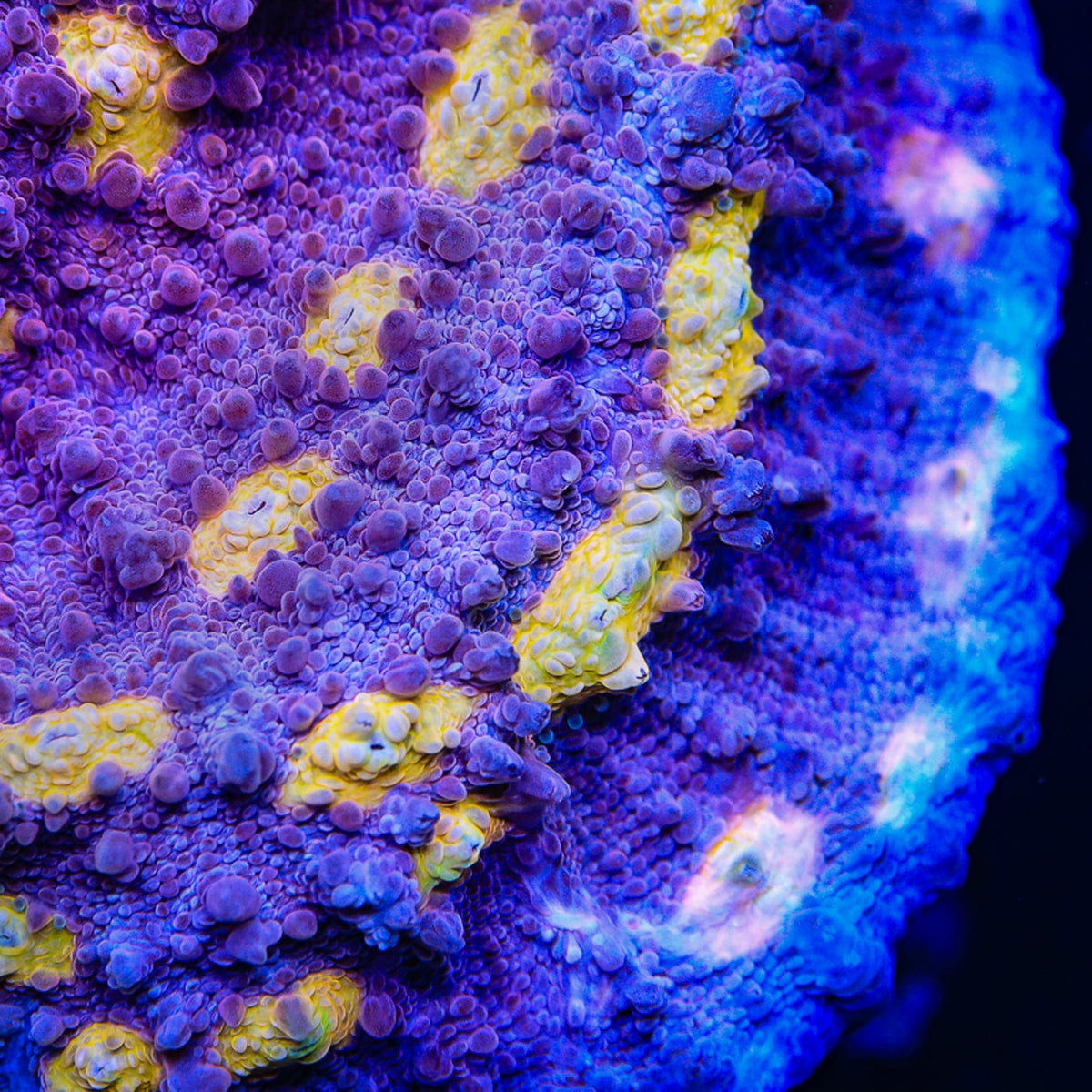 Egg Coral Check Large