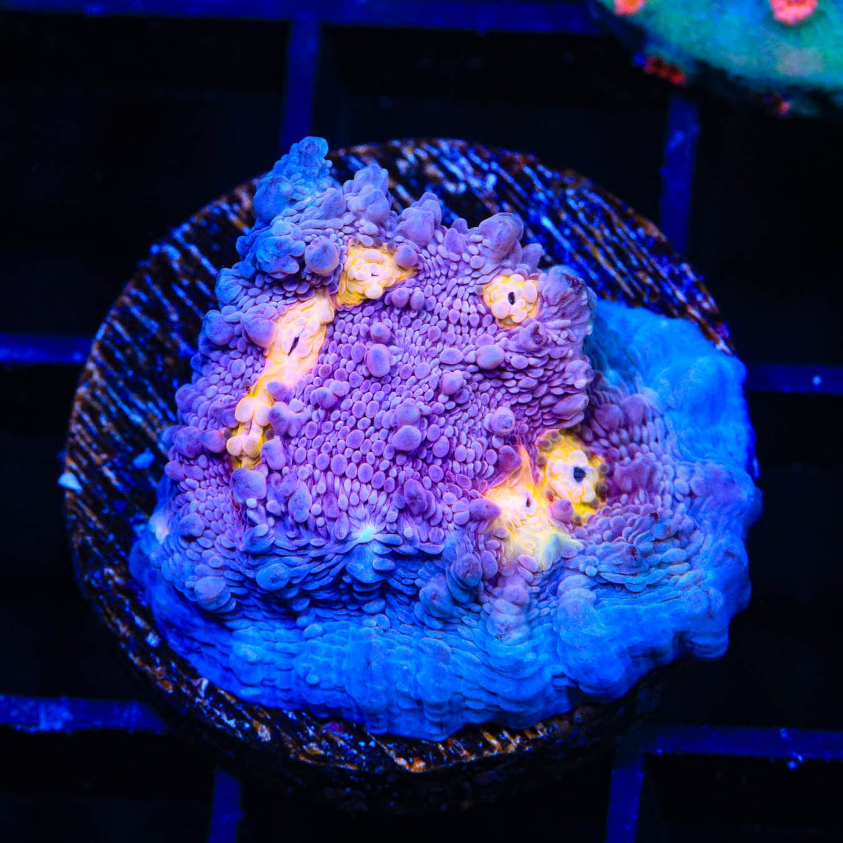 ORA Easter Egg Chalice Coral