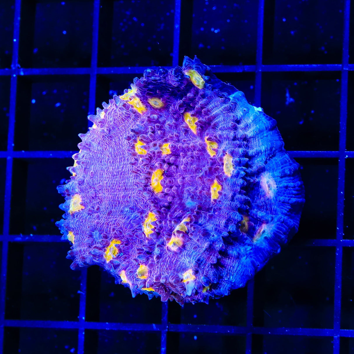 ORA Easter Egg Chalice XL Frag Coral