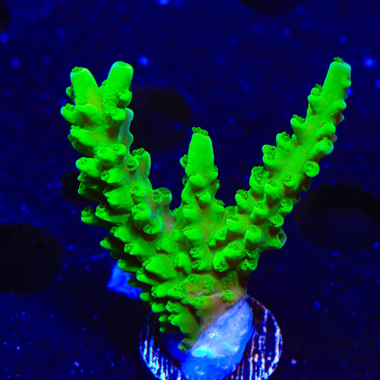 ORA Frogskin Acropora Coral