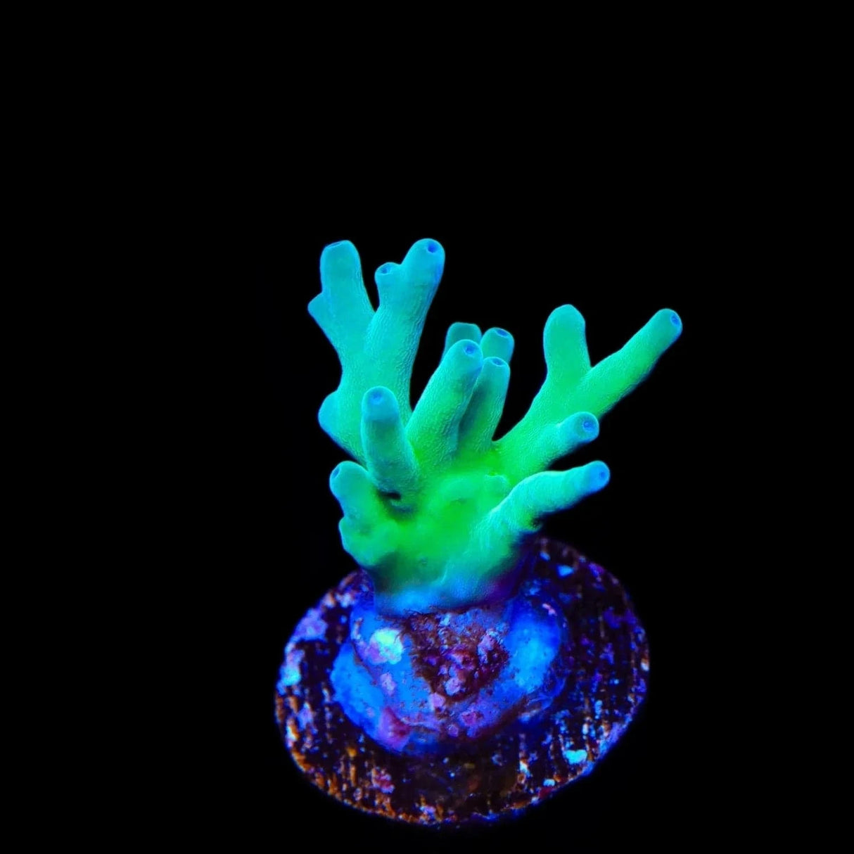 ORA Hawkins Echinata Acropora Coral