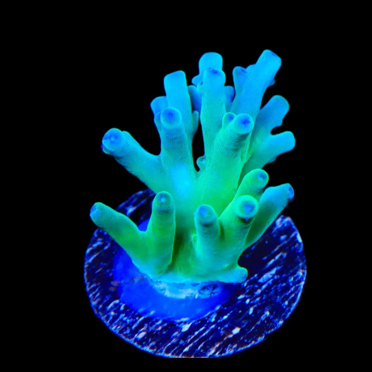 ORA Hawkins Echinata Acropora Coral