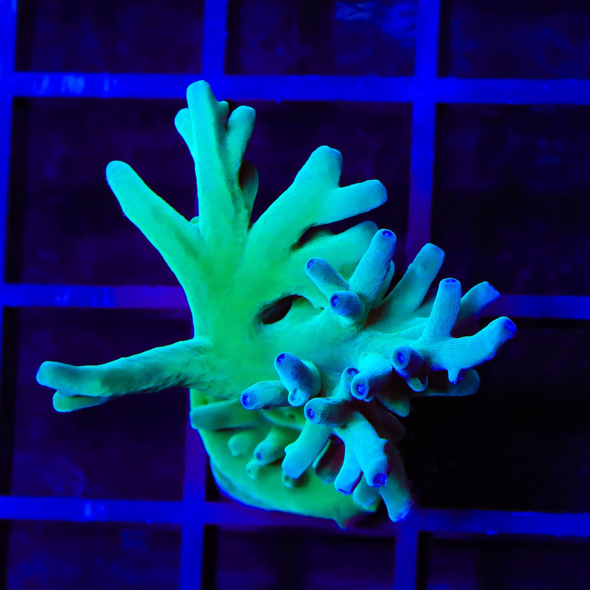 ORA Hawkins Echinata Acropora XL Frag Coral