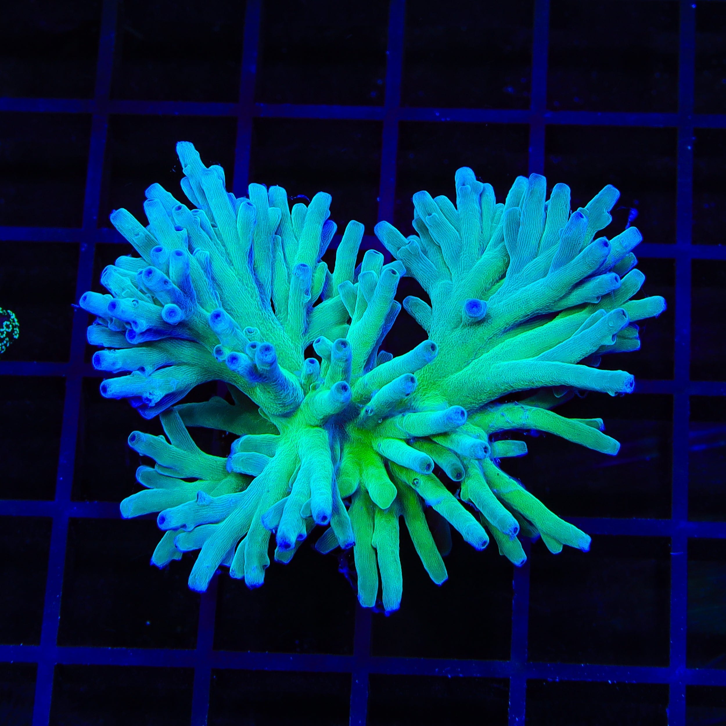 ORA Hawkins Echinata Acropora XL Frag Coral