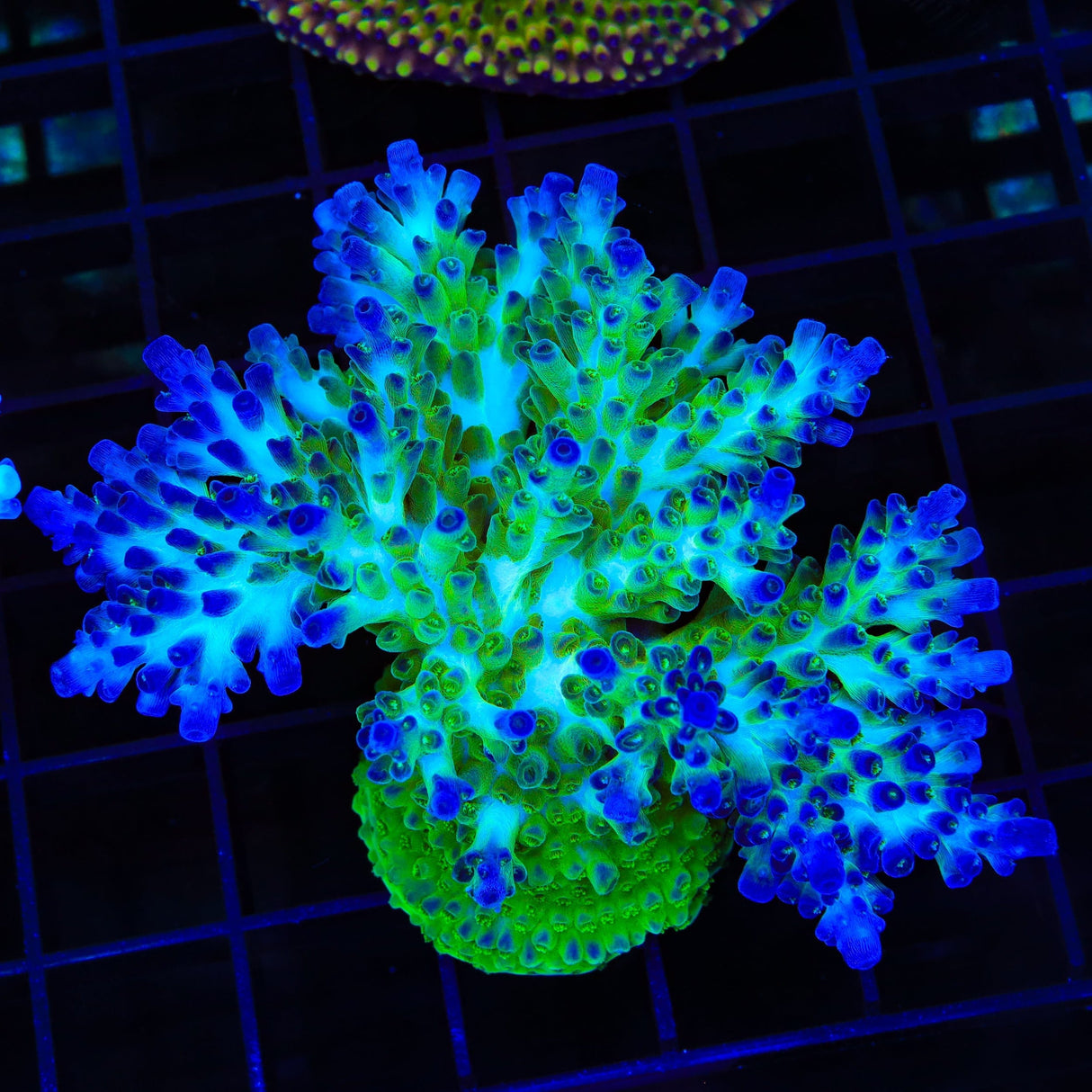 ORA Pearlberry Acropora Colony Coral