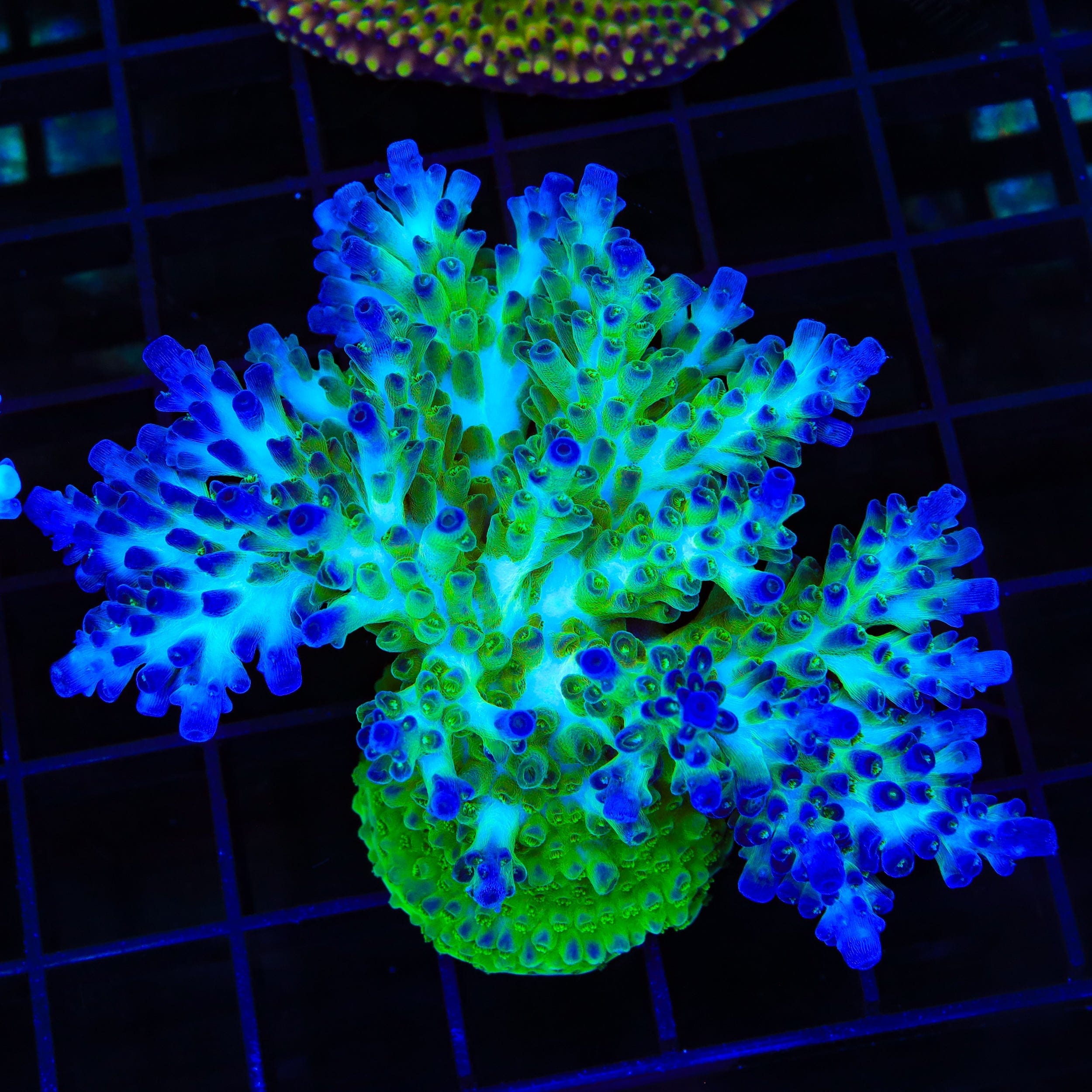 ORA Pearlberry Acropora Colony Coral