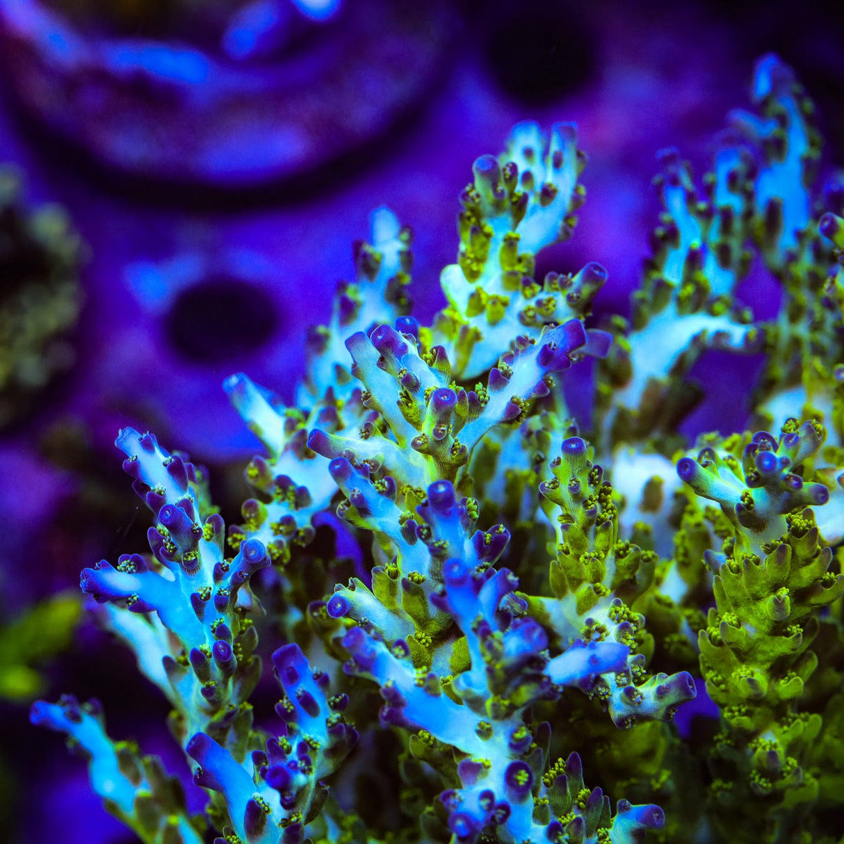 ORA Pearlberry Acropora Coral