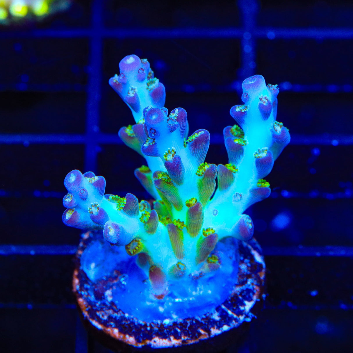 ORA Pearlberry Acropora Coral