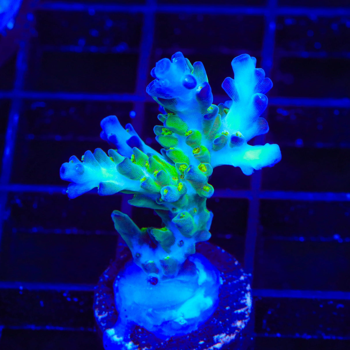 ORA Pearlberry Acropora Coral