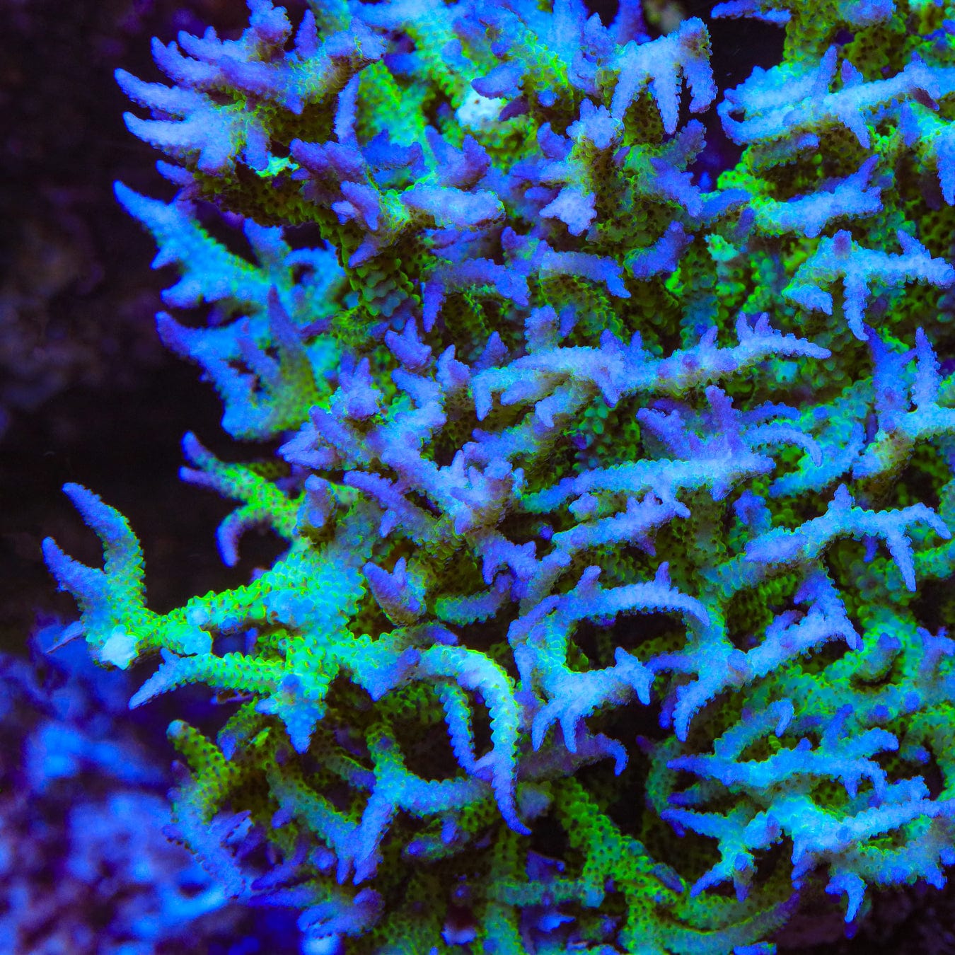 ORA Ponape Birdsnest Coral