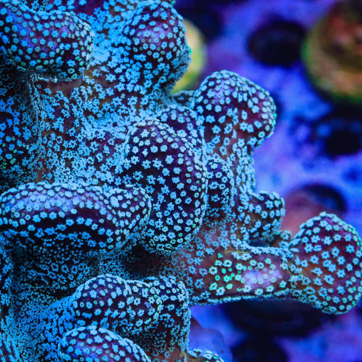 ORA Stellar Stylophora Coral