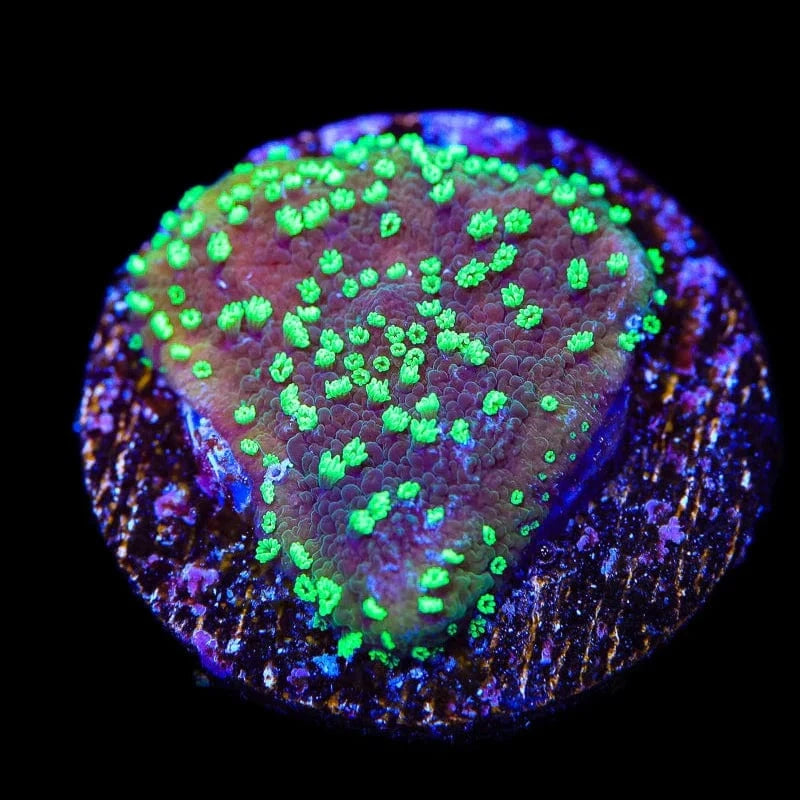 ORA Supernatural Montipora Cap Coral