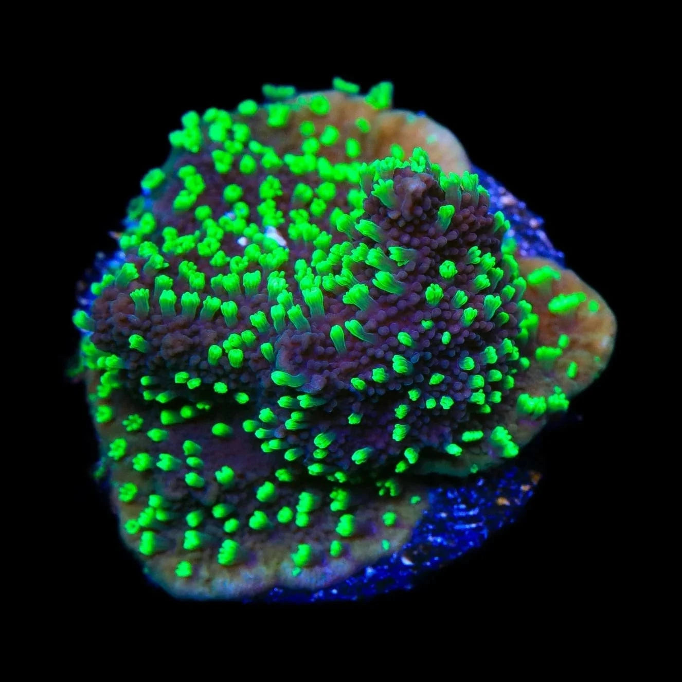 ORA Supernatural Montipora Cap Coral
