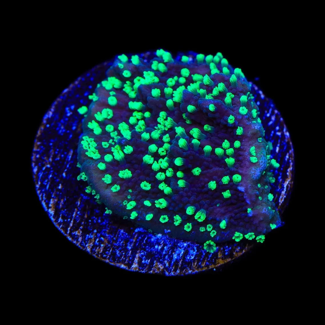 ORA Supernatural Montipora Cap Coral